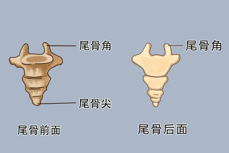 人体脊椎结构图