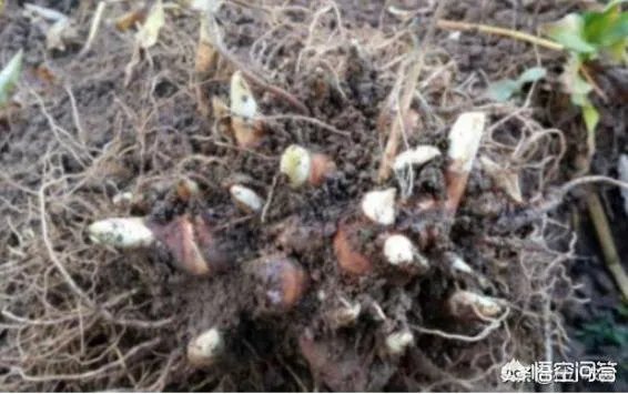 未来种中药材可以赚钱吗？