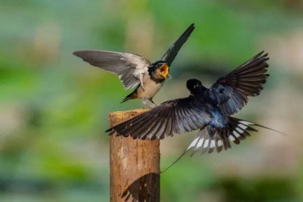 儿歌小燕子简谱