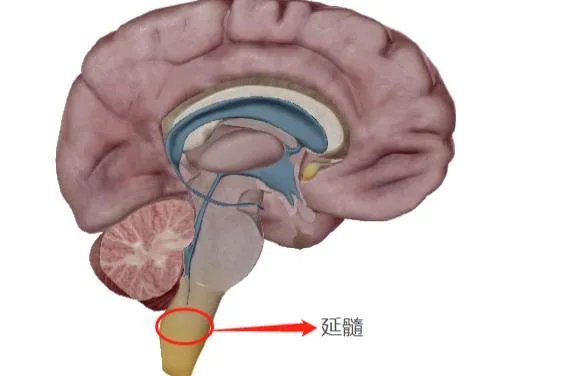 延髓位置图片