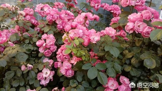 怎么评价老人景区摘杨梅坠亡？