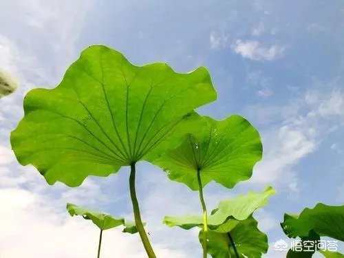 莲叶何田田的意思是什么