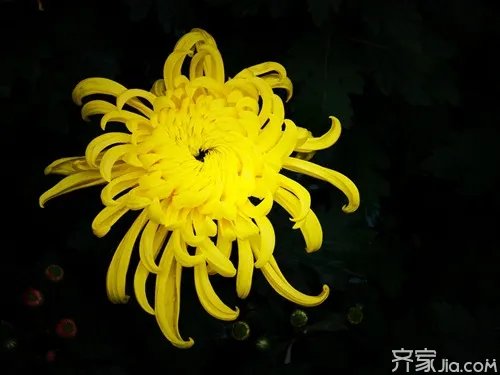 各种盆栽花卉名称及图片欣赏大全