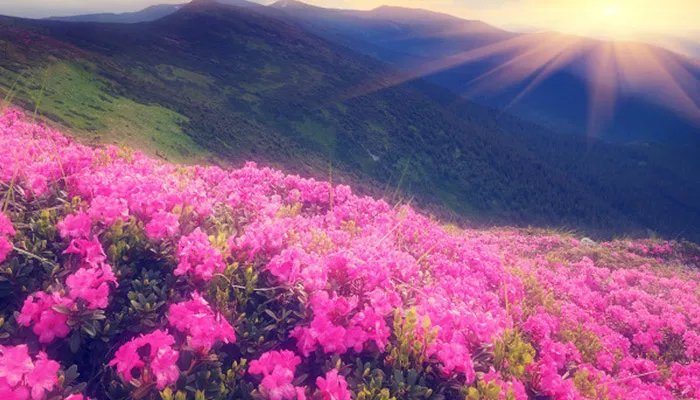 杜鹃花有毒吗 杜鹃花有没有毒