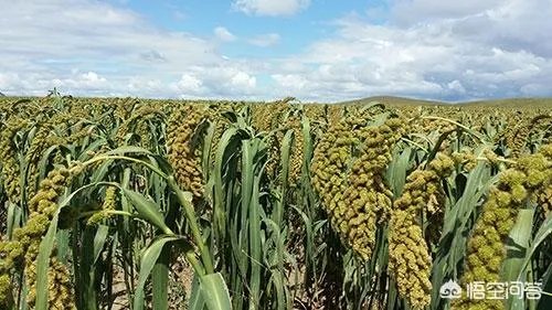 什么是有机复合肥?