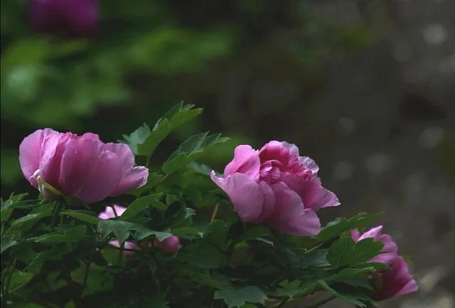 青龙大瀑布有什么景点?