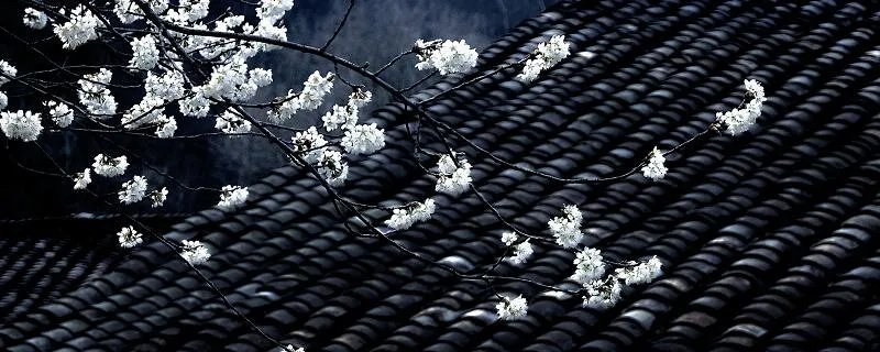 错把陈醋当成墨出自谁写的