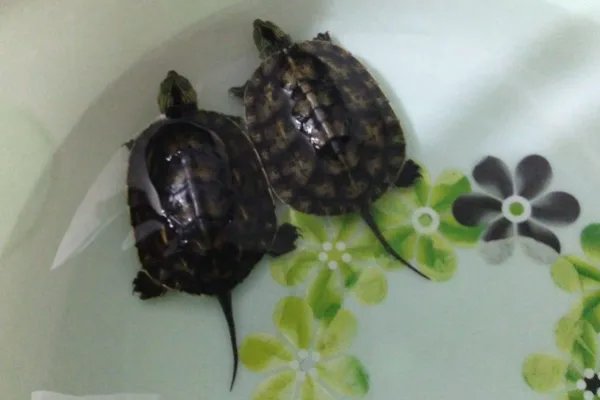 养龟为什么不可以养双？