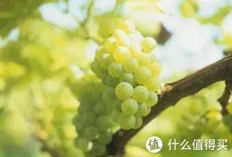 二狗的知识库 篇三:贵腐酒基础知识