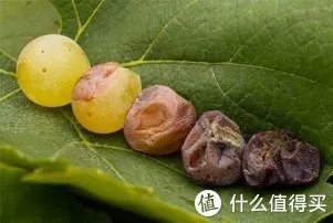 二狗的知识库 篇三:贵腐酒基础知识