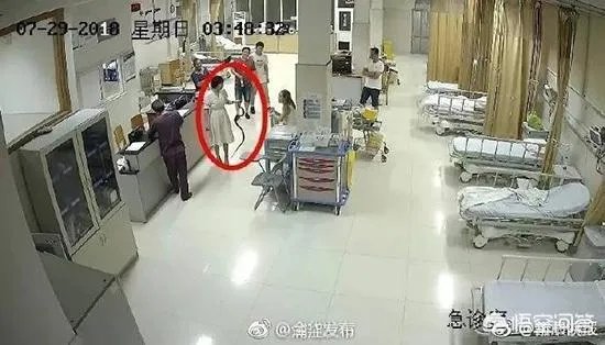 浙江23岁姑娘被蛇咬后徒手握蛇看急诊，离院时带走称将其放生，对此你怎么看？