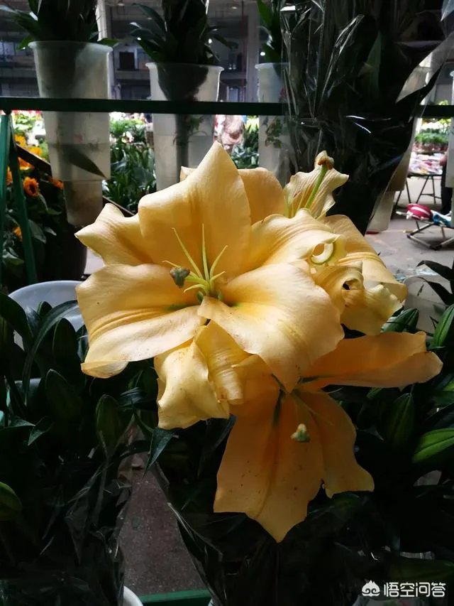 云南有哪些大的鲜花市场?