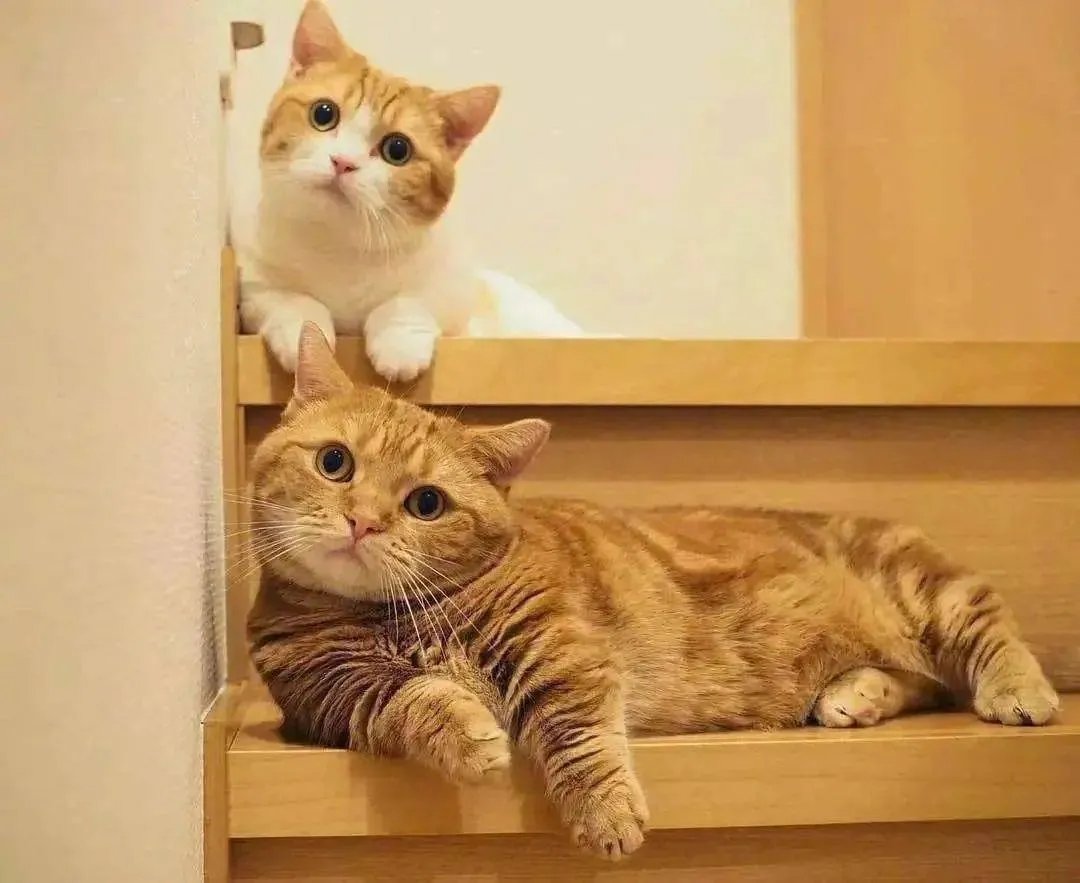 撸猫是什么意思