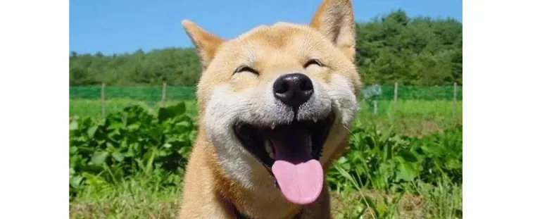 哈哈笑是什么意思？