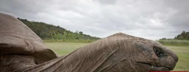 世界上寿命最长的乌龟，加拉帕戈斯象龟