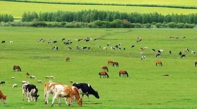 鄂尔多斯哪个草原最值得去