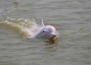 功能性灭绝的白鱀豚重现长江是真的吗？