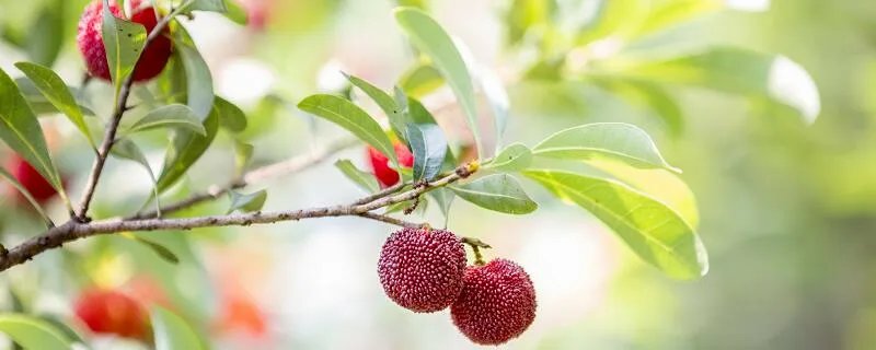 望梅止渴的主人公是谁