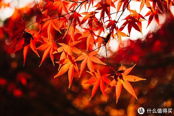 漫谈M43 篇一：M43画幅相机？这个相机体系有什么优劣？有图有真相！