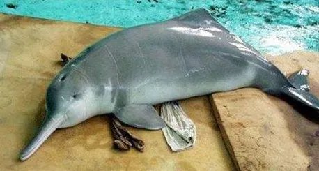 功能性灭绝的白鱀豚重现长江是真的吗？