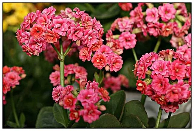 长寿花有毒吗 长寿花可以放在卧室吗