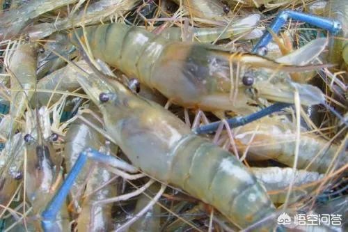 大棚养虾可靠吗？