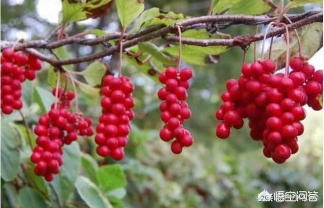 未来种中药材可以赚钱吗？