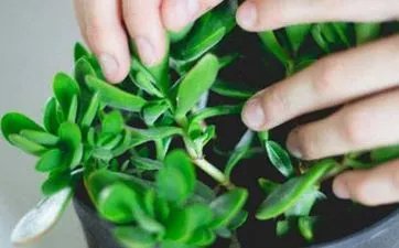 2024立春时间几点几分 立春的文化习俗