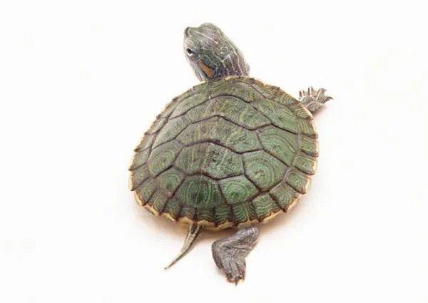 养龟为什么不可以养双？