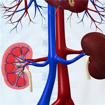 肾亏有什么症状