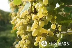 二狗的知识库 篇三:贵腐酒基础知识