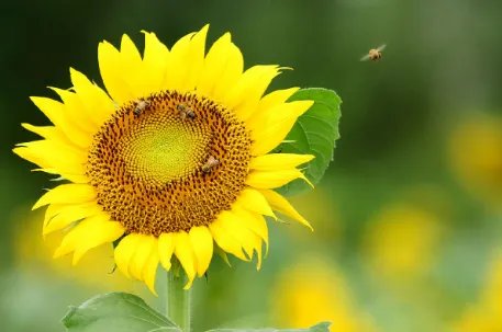 太阳花花语是什么 太阳花有什么寓意