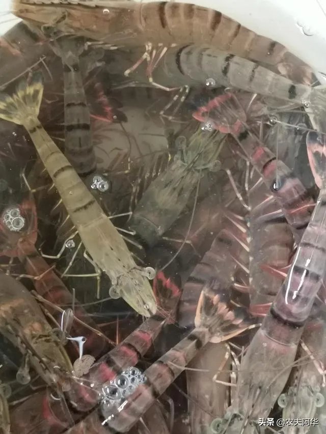 大棚养虾可靠吗？