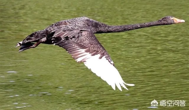 佳能100-400镜头适合拍什么?