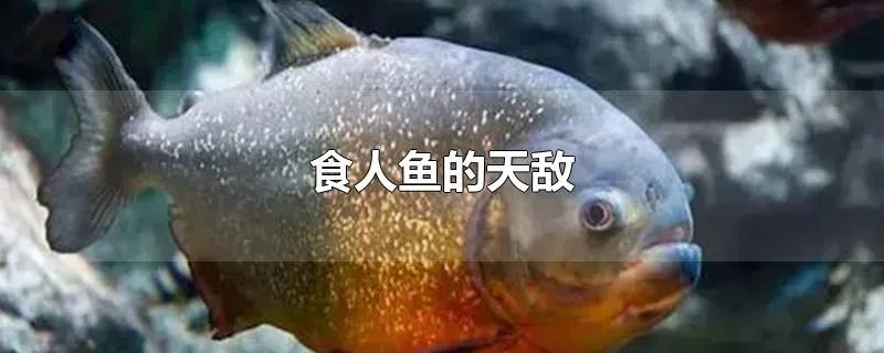食人鱼的天敌