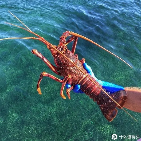 龙虾怎么做好吃