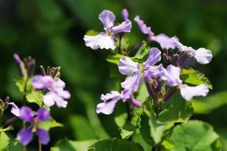 二月兰花的介绍 二月兰花栽培技术