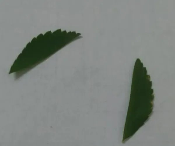 小兔子手工制作方法