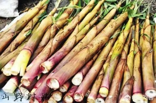 苦竹笋有什么功效？