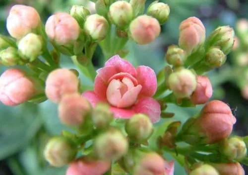 长寿花有毒吗 长寿花可以放在卧室吗