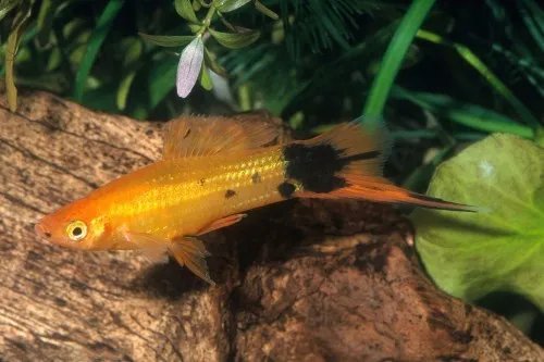 什么鱼好养 家里养什么风水鱼比较好