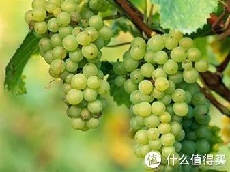 二狗的知识库 篇三:贵腐酒基础知识