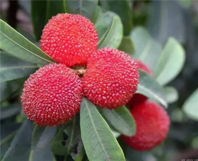 昆明,你就是个P!