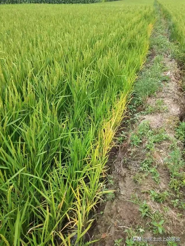 请问油莎豆什么时候收割比较好？