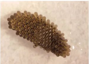 蚊子卵是什么样子的