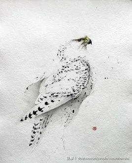 海东青是什么？大的有多大？