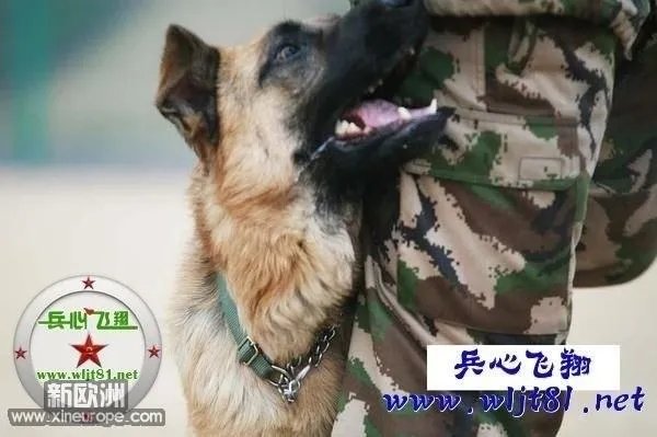 二犬情深的译文