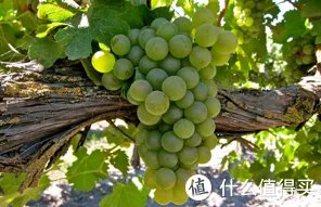 二狗的知识库 篇三:贵腐酒基础知识