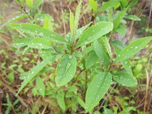 土丁桂是什么 土丁桂如何食用