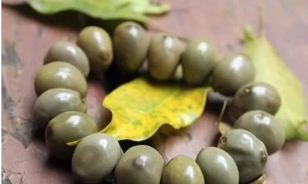 菩提子的种类及各种形态和功效